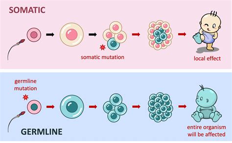 Mutation and sex in a competitive world .